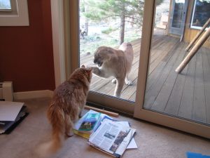 Housecat sees a cougar