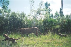 Cougar kittens