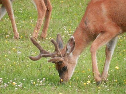 deer