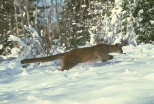 Cougar in the snow