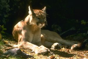 Cougar at rest