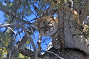 Collared cougar in tree