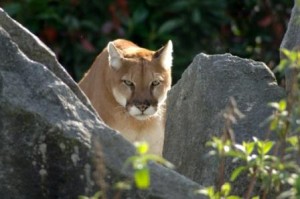 Cougars, like all cats, focus intently on their prey.  