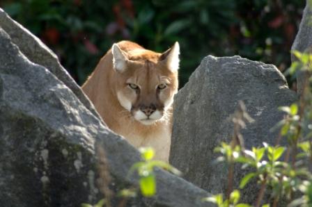 A cougar focuses on its prey with intense concentration, never shifting its gaze even when circling around or changing position.