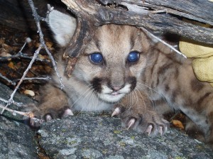 This three-week old cougar kitten was photographed in southern California by Eric York while working for UC Davis Wildlife Health Center. 