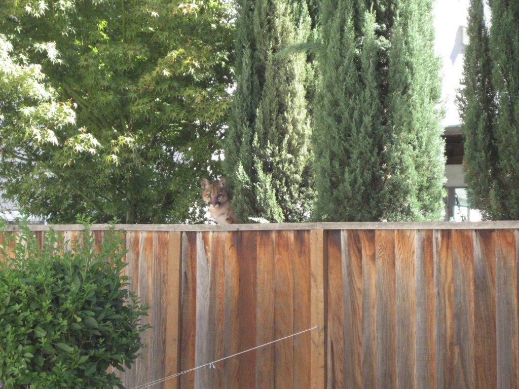 Can you see this cougar peeking over the backyard fence? Jumping over it would be as easy as for the big cat as blinking an eye. 