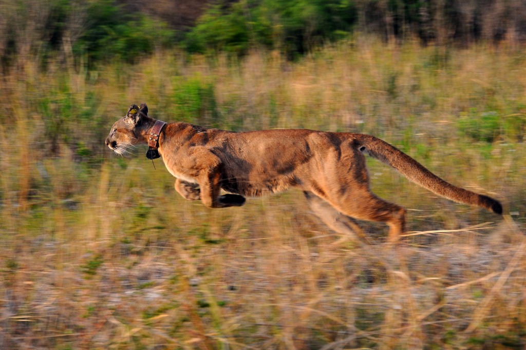 This isn't the cougar Susan and I saw - our cougar was larger! Image courtesy Florida Fish and Wildlife Conservation Commission