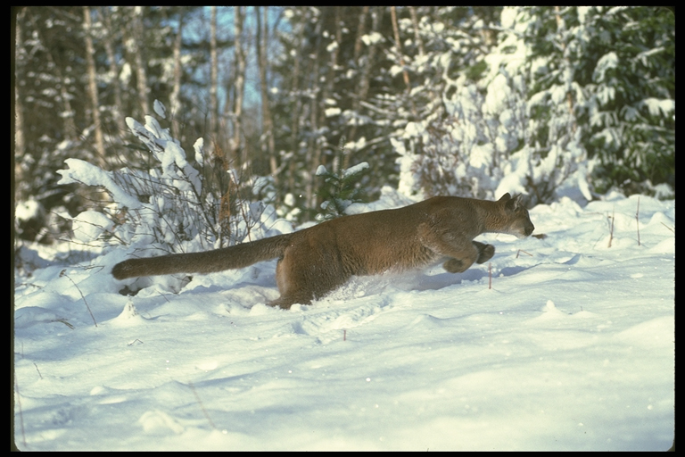 Cougar running in snow.