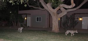 Wolves by the house
