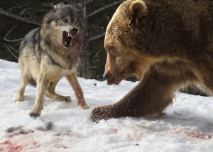 Wolf and grizzly.