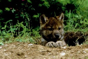 A wolf pup pops his head out of a den hole.