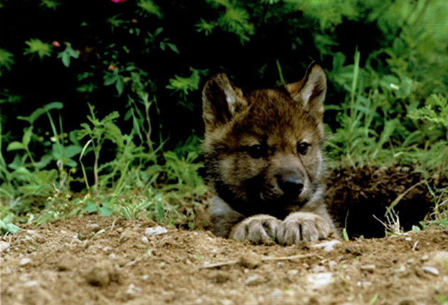 A wolf pup pops his head out of a den hole.