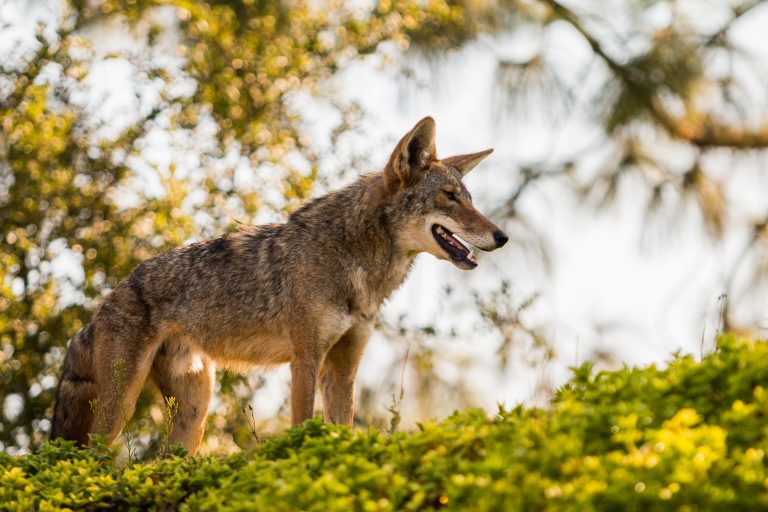 Red wolf DNA found in Texas canids | Paula Wild