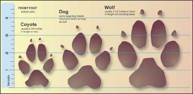 krog Sammenligne at klemme Wolf paws | Paula Wild