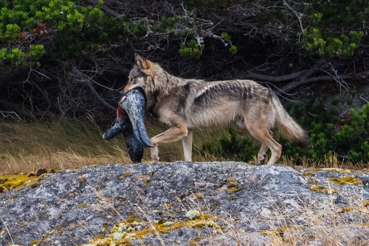 lone wolf oklahoma