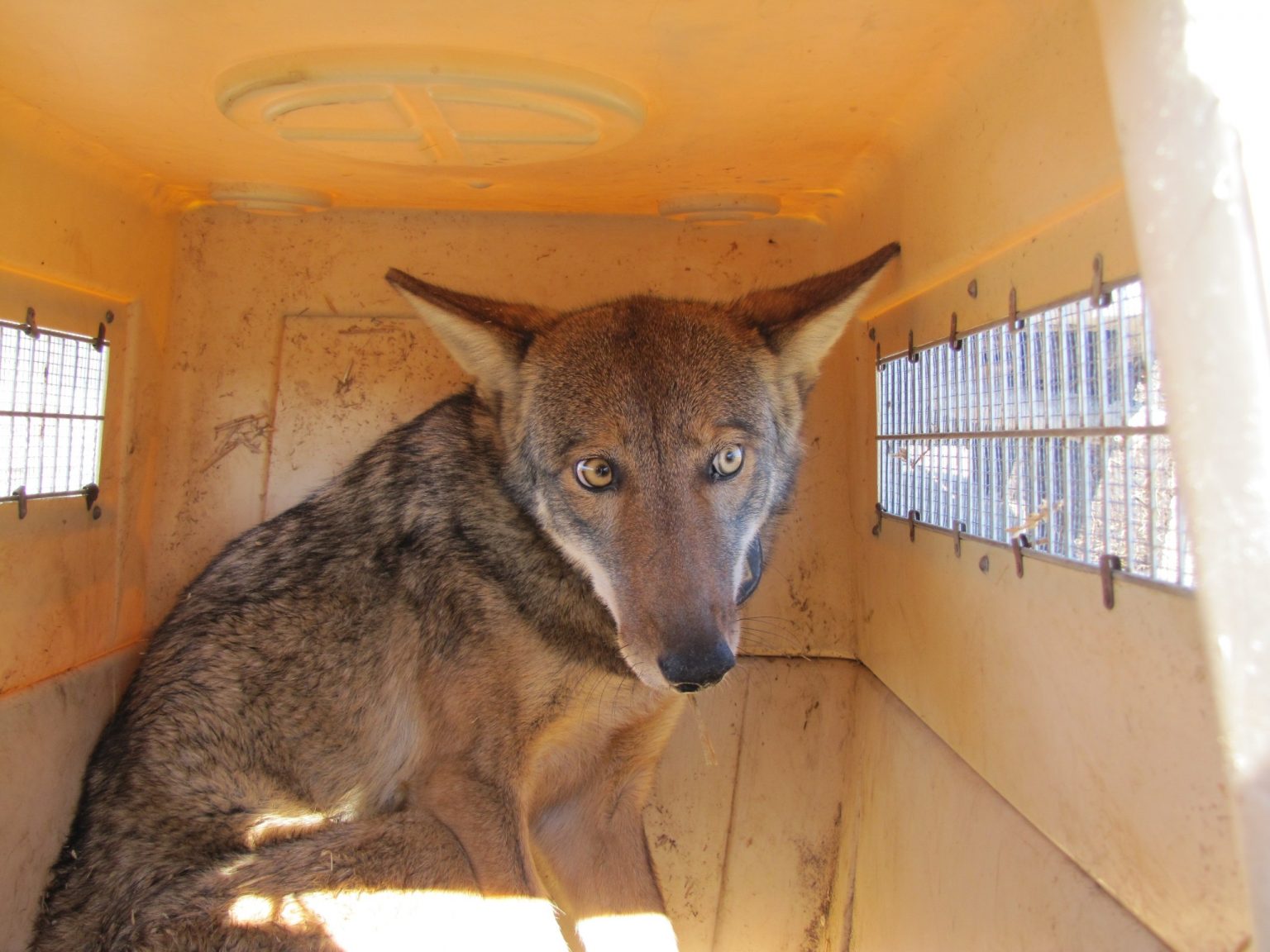 8703613187_ fa27626d2b_ o Red wolf waiting in container to be released